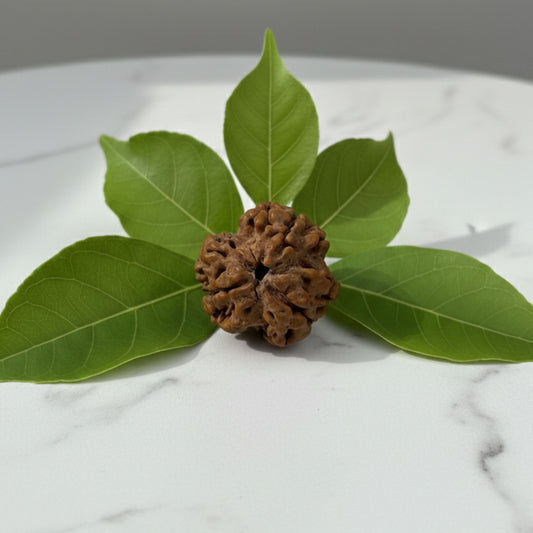 3 Mukhi Rudraksha (20mm) – Original Teen Mukhi for Energy, Confidence & Emotional Healing