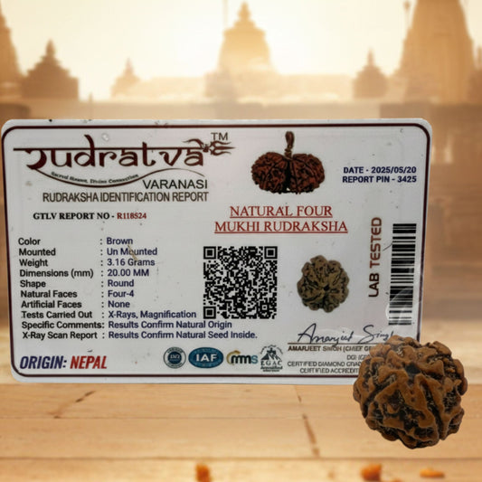 4 Mukhi Rudraksha (20mm) – Original Chaar Mukhi for Intelligence, Communication & Wisdom