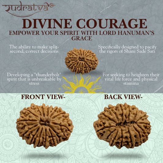 Original 14 Mukhi Rudraksha Bead – 28mm | Certified & Natural