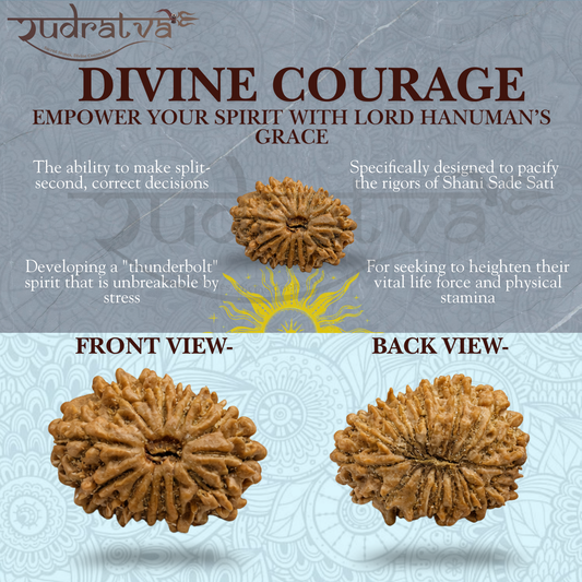 Original 14 Mukhi Rudraksha Bead – 25mm | Certified & Natural