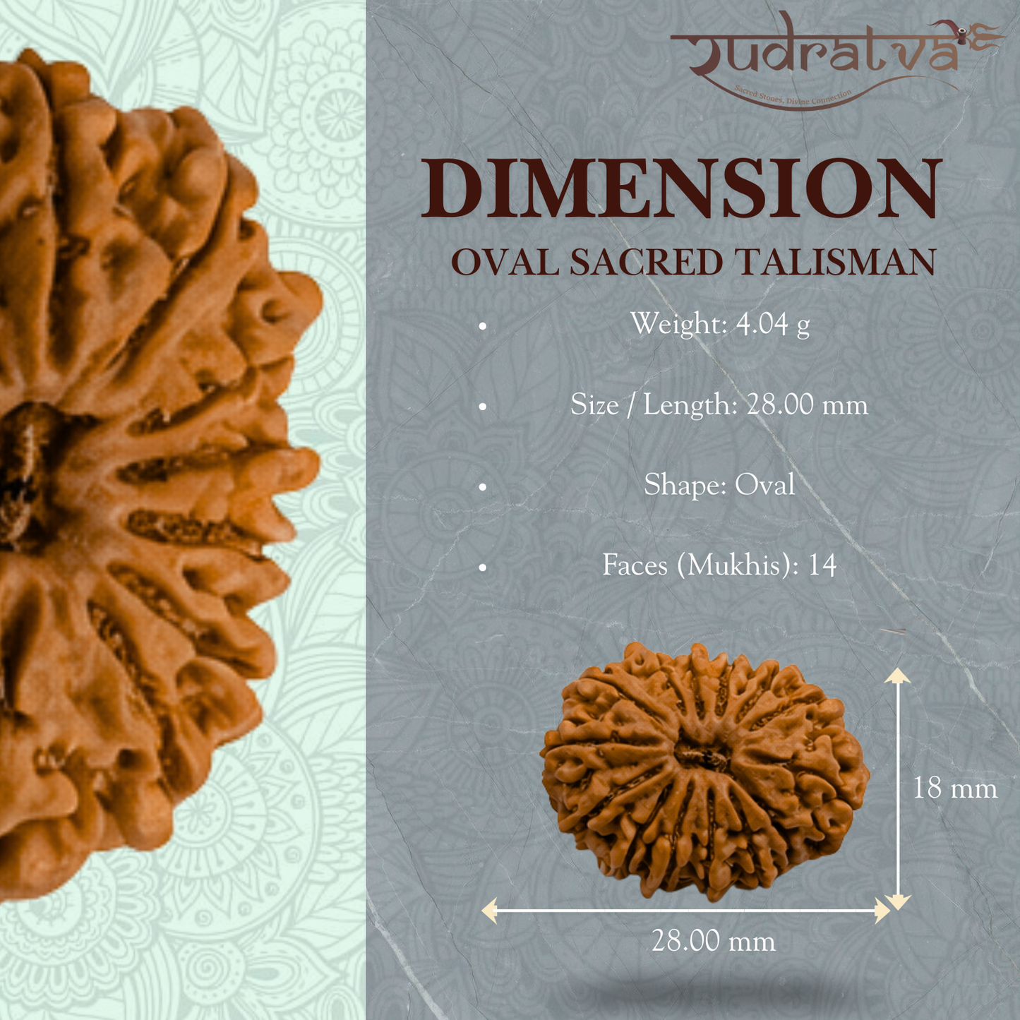 Original 14 Mukhi Rudraksha Bead – 28mm | Certified & Natural