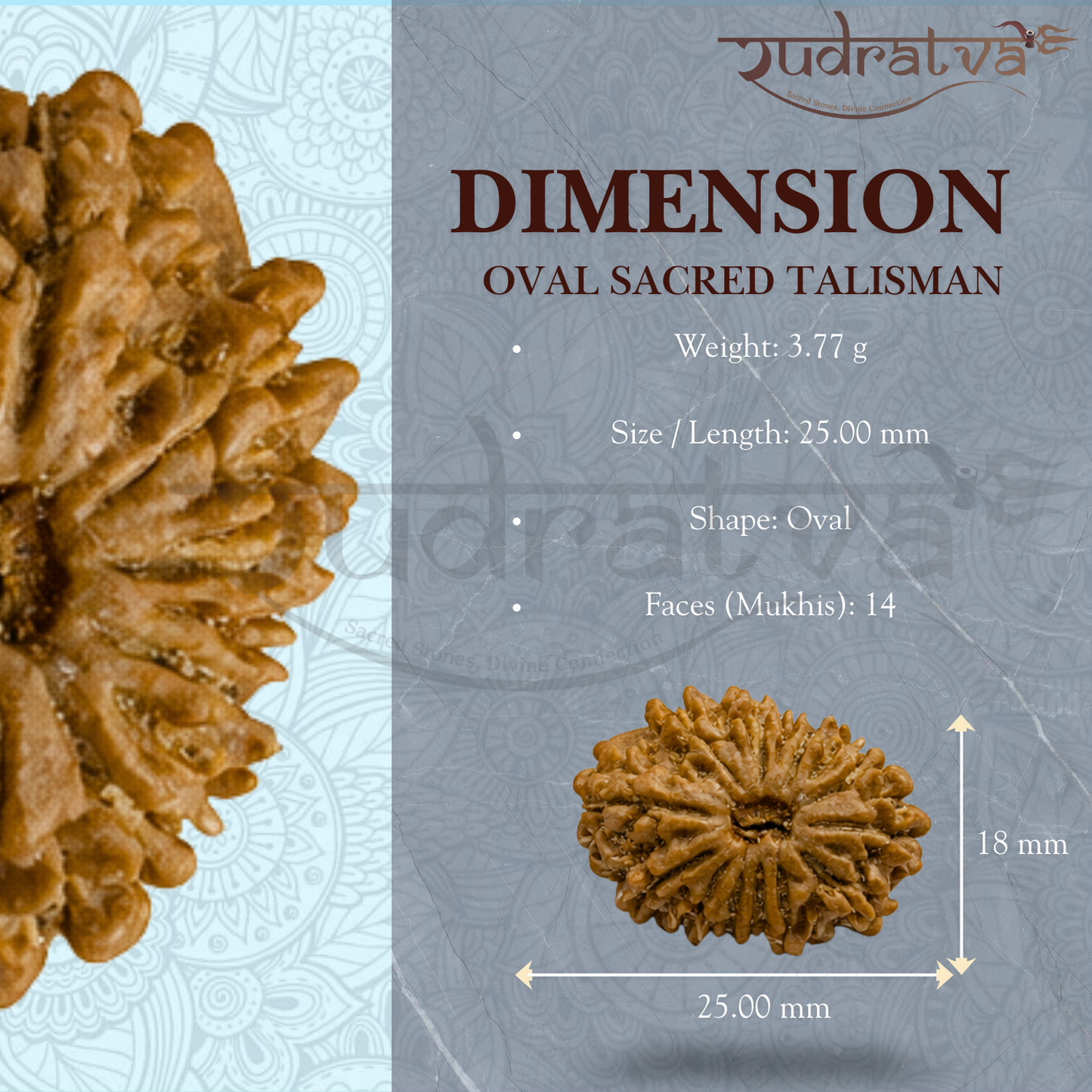 Original 14 Mukhi Rudraksha Bead – 25mm | Certified & Natural