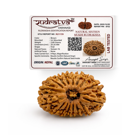 16 Mukhi Rudraksha Bead – Original & Certified | Rudratva