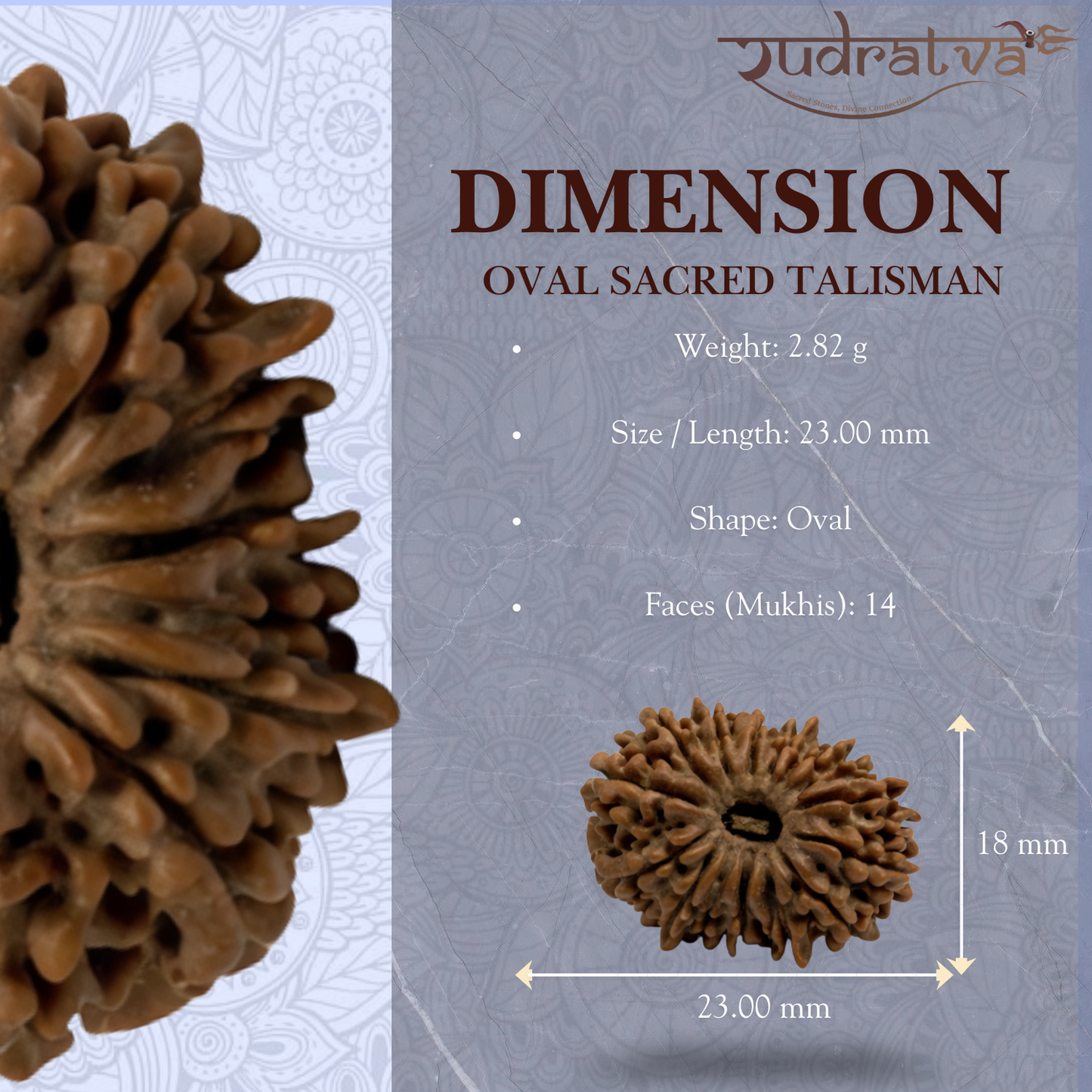 Original 14 Mukhi Rudraksha Bead – 23mm | Certified & Natural