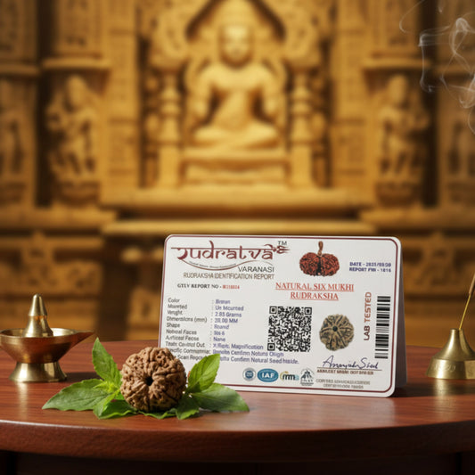 6 Mukhi Rudraksha (20mm) – Original Chhah Mukhi for Confidence, Focus & Career Growth