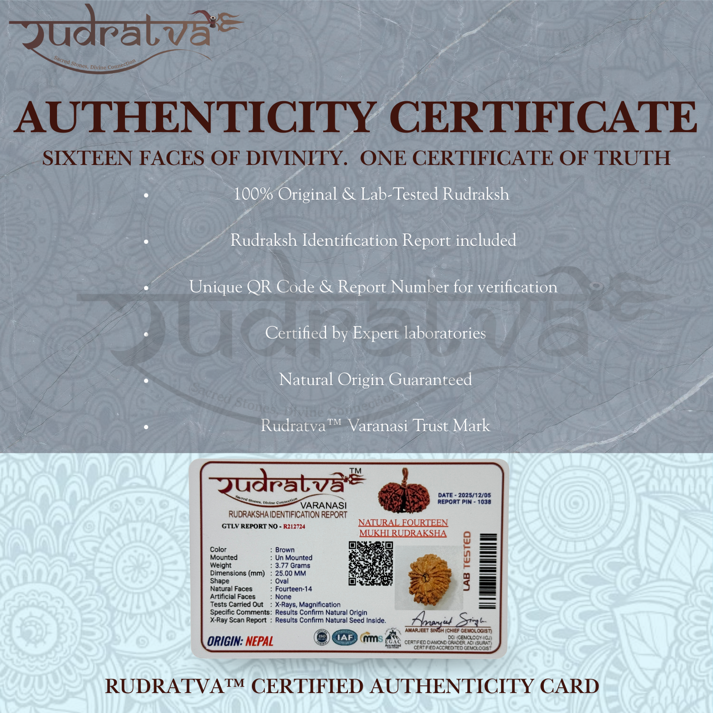 Original 14 Mukhi Rudraksha Bead – 25mm | Certified & Natural