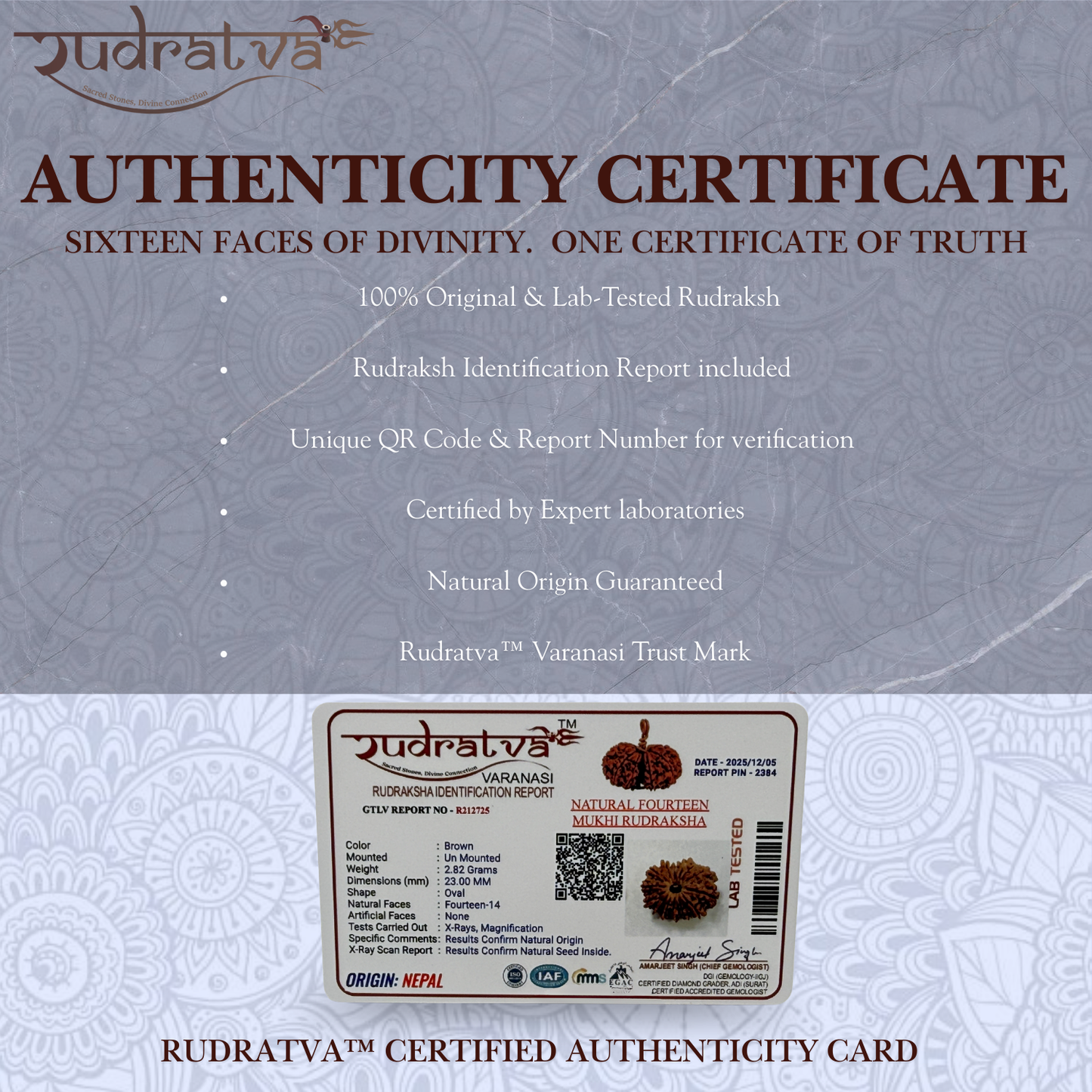 Original 14 Mukhi Rudraksha Bead – 23mm | Certified & Natural