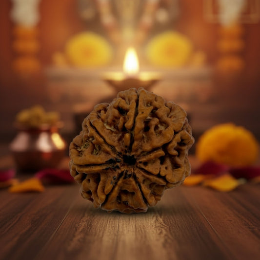 7 Mukhi Rudraksha (22mm) – Original Saat Mukhi for Wealth, Stability & Prosperity