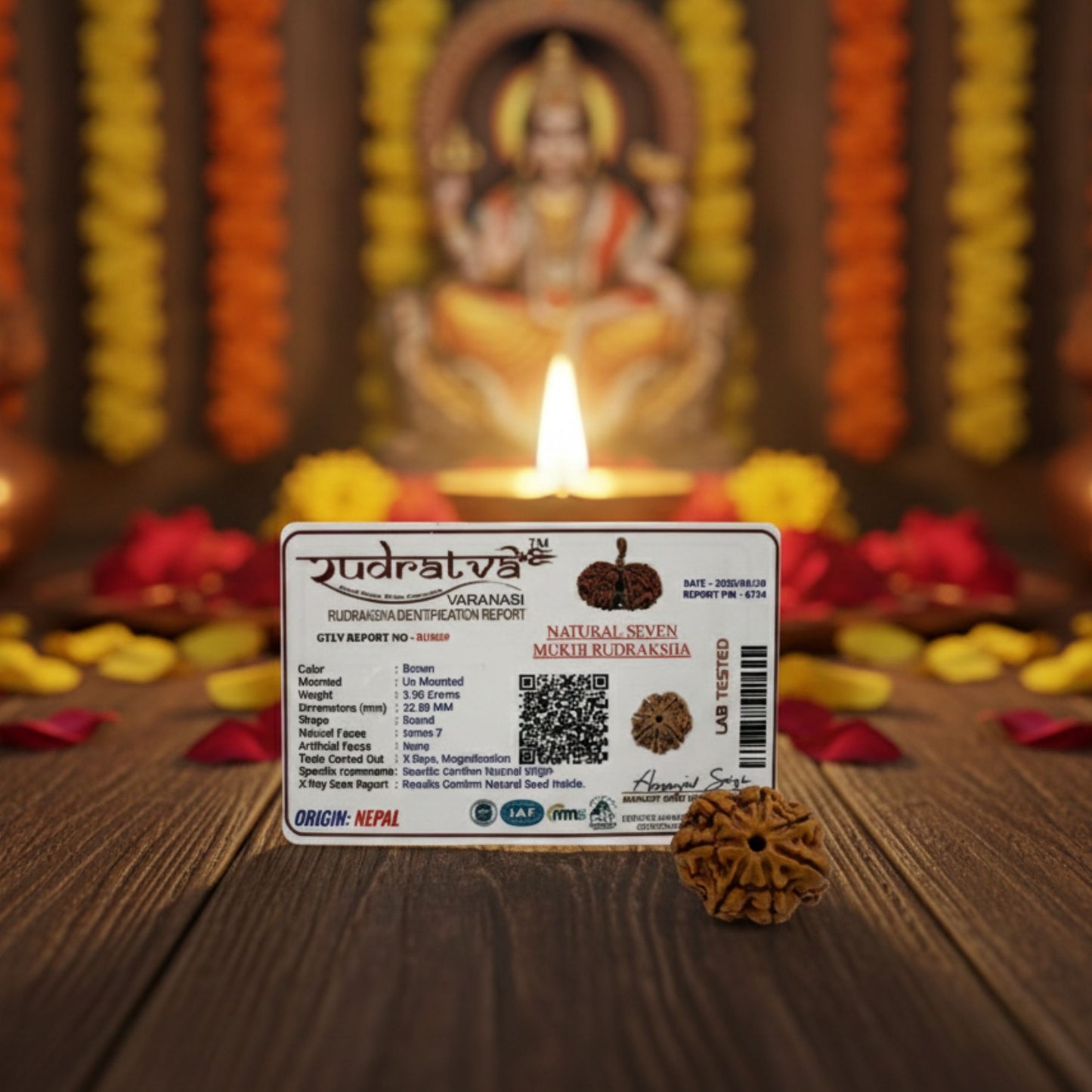 7 Mukhi Rudraksha (22mm) – Original Saat Mukhi for Wealth, Stability & Prosperity