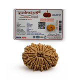 Original 14 Mukhi Rudraksha Bead – 28mm | Certified & Natural