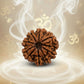 9 Mukhi Rudraksha (25mm) – Original Nau Mukhi for Power, Fearlessness & Goddess Durga Blessings