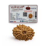 Original 14 Mukhi Rudraksha Bead – 25mm | Certified & Natural