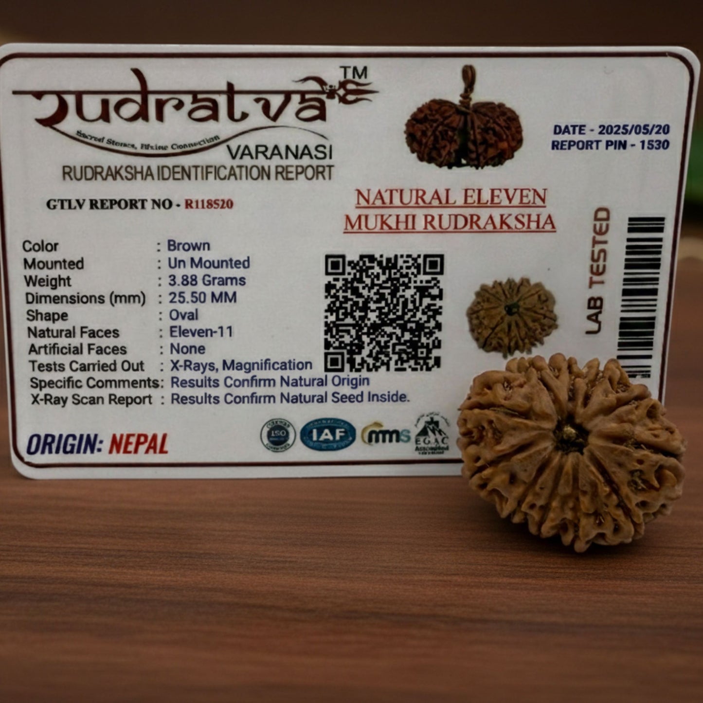 11 Mukhi Rudraksha (26mm) – Original Gyarah Mukhi for Courage, Leadership & Hanuman Ji Blessings