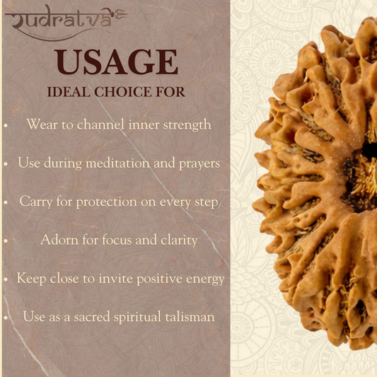 16 Mukhi Rudraksha Bead – Original & Certified | Rudratva