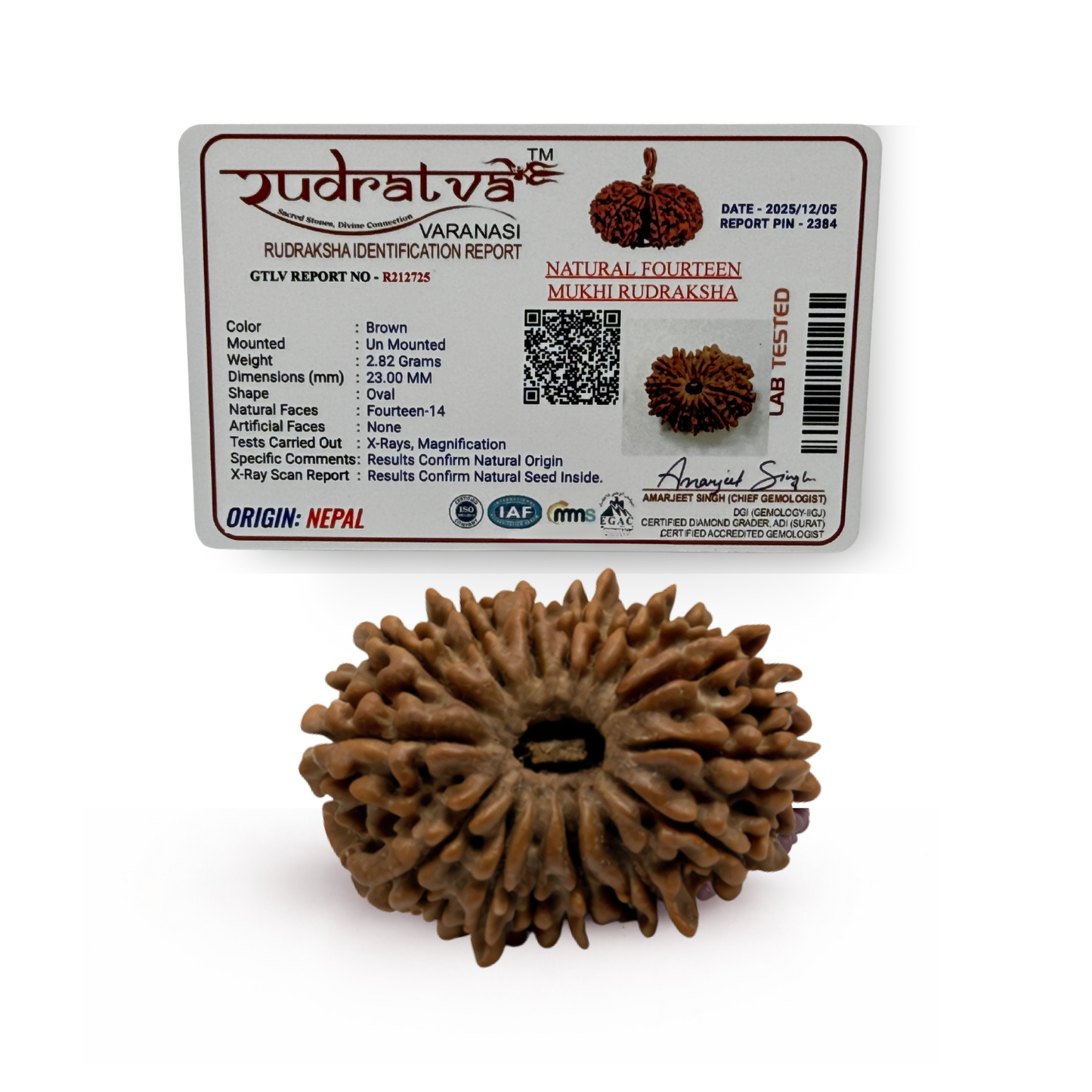 Original 14 Mukhi Rudraksha Bead – 23mm | Certified & Natural