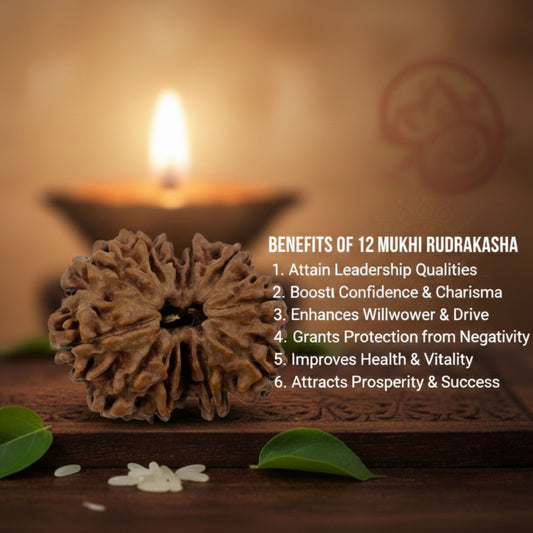 12 Mukhi Rudraksha (30mm) – Original Barah Mukhi for Leadership, Authority & Lord Surya Blessings
