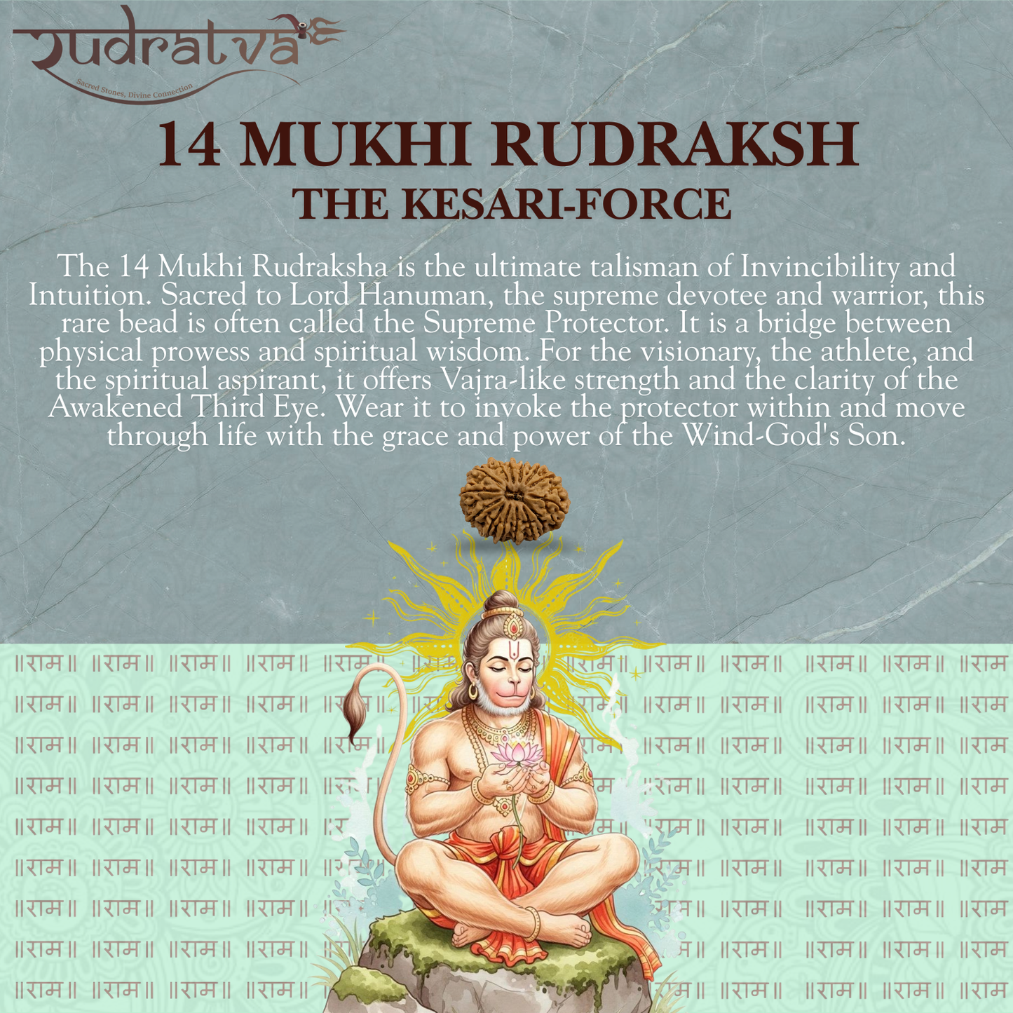 Original 14 Mukhi Rudraksha Bead – 28mm | Certified & Natural