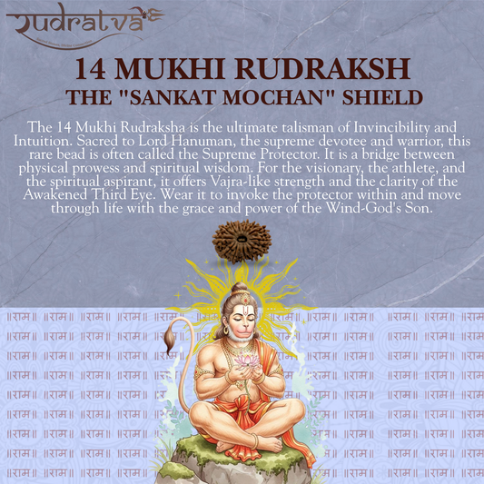 Original 14 Mukhi Rudraksha Bead – 23mm | Certified & Natural